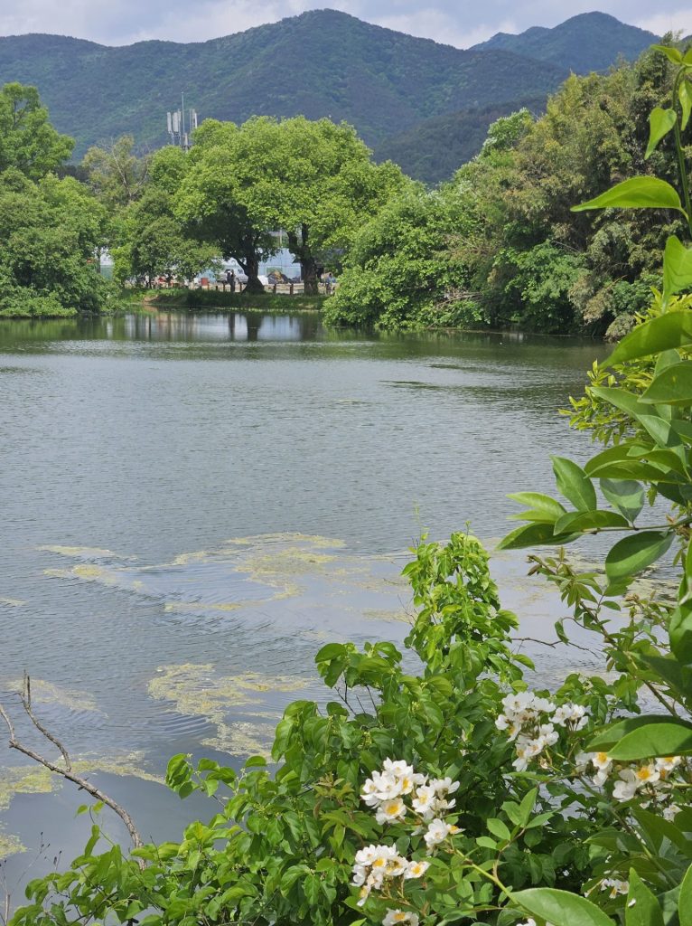 위양지 찔레꽃